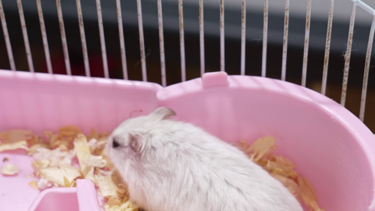 一只白色的母仓鼠和一只红色的小仓鼠在一个粉色的啮齿类动物笼子里。视频素材