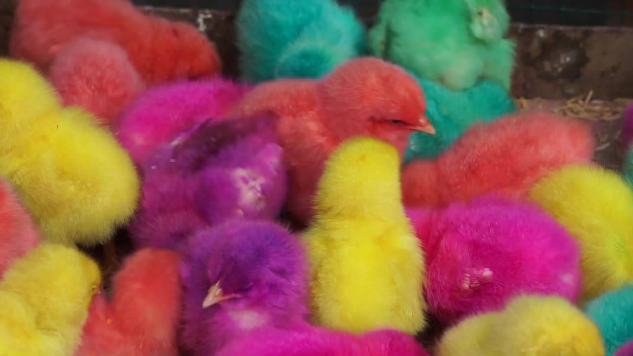 笼子里塞满了五颜六色的小鸡视频下载