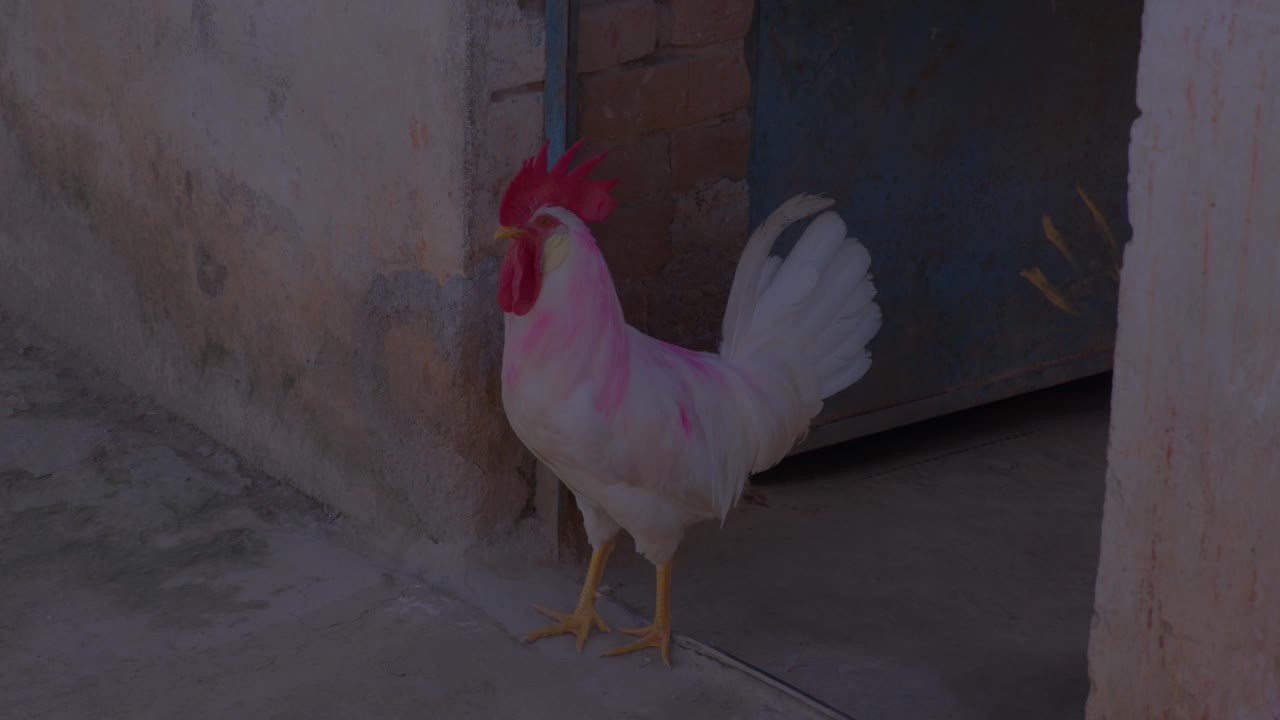 村子里的白公鸡。视频下载