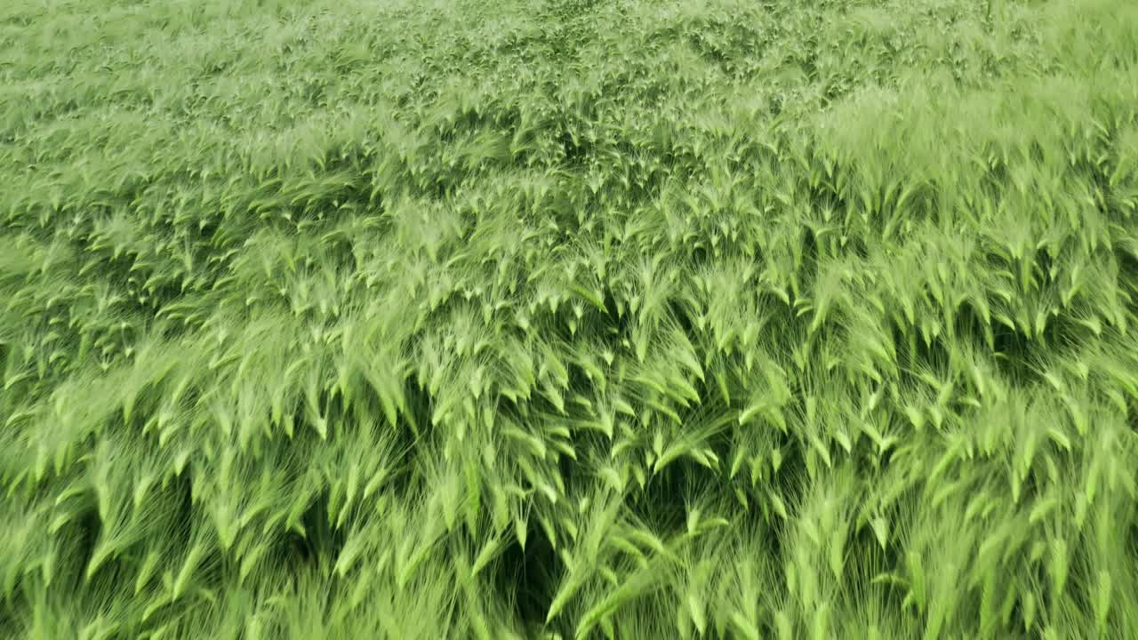 近距离无人机飞越绿色的小麦玉米田。耕地，农业工业。自然的纹理在运动，茂盛的小麦小穗在风中摇曳。在农田上收获有机栽培视频素材