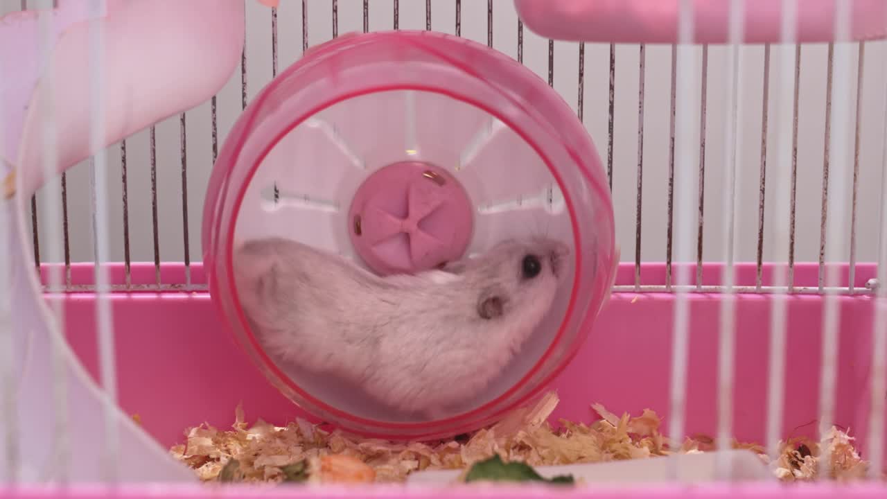 一只白色的准噶尔仓鼠在一个粉色的啮齿类笼子的轮子里。视频素材