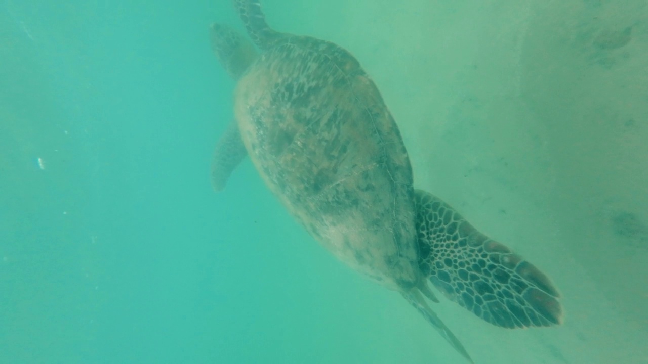 大海龟在海里游泳，垂直视频视频下载