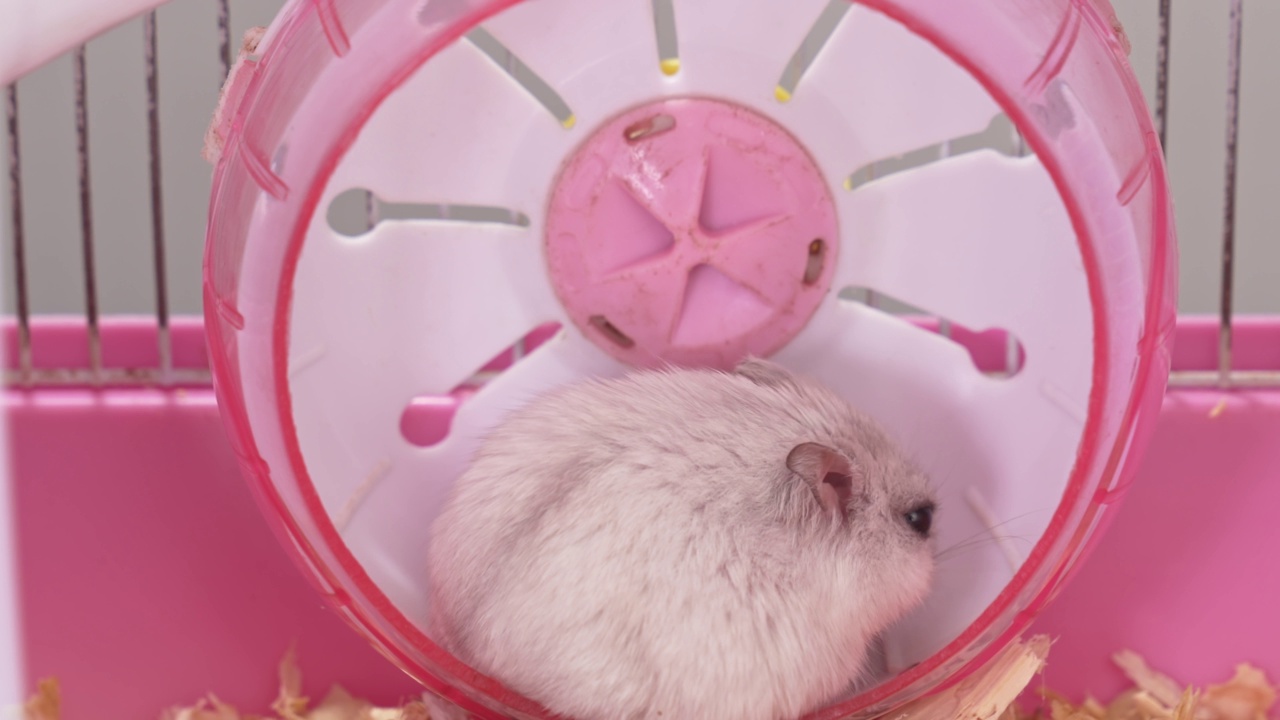 一只白色的准噶尔仓鼠在一个粉色的啮齿类笼子的轮子里。视频素材
