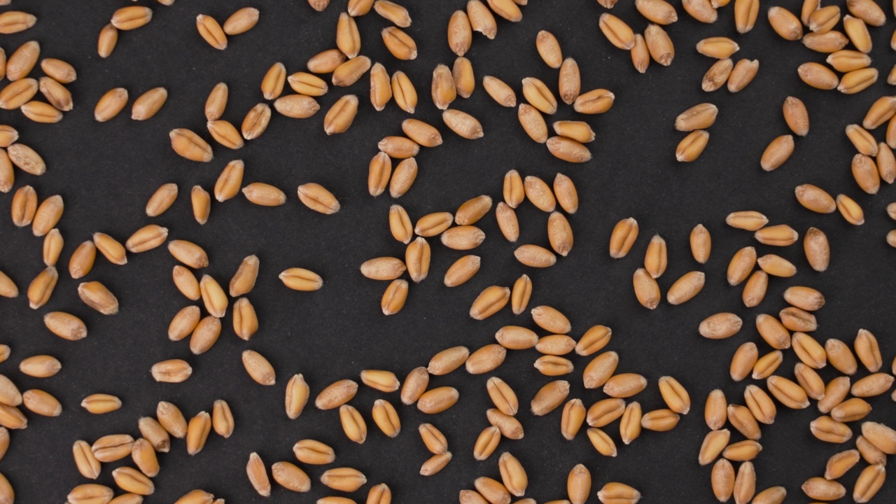 黑色背景上的麦粒。全球粮食危机概念视频下载