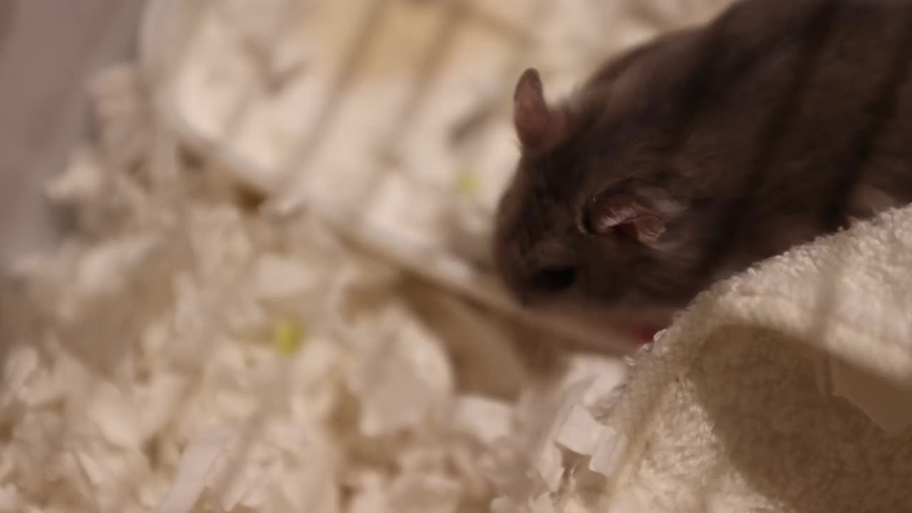 宠物仓鼠，北京视频素材