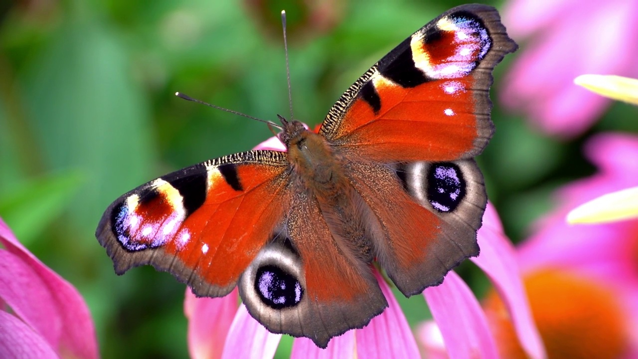 欧洲孔雀蝶以紫锥菊的花蜜为食视频下载