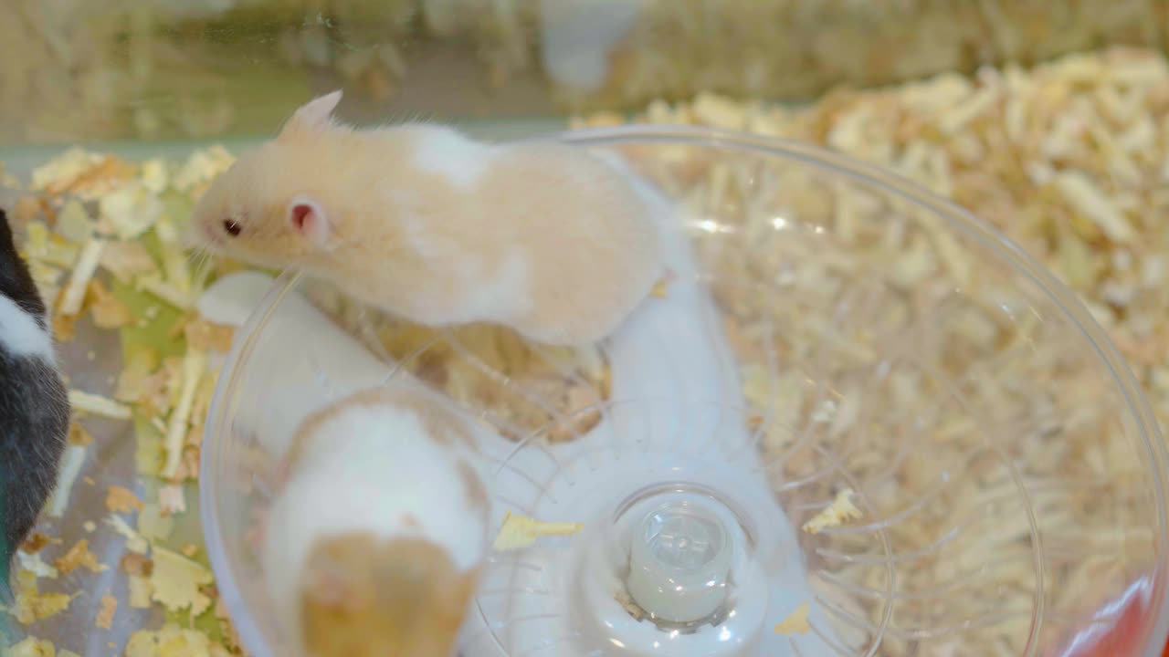 两只白色和棕色的小仓鼠在笼子里的轮子上奔跑，动物概念。视频素材