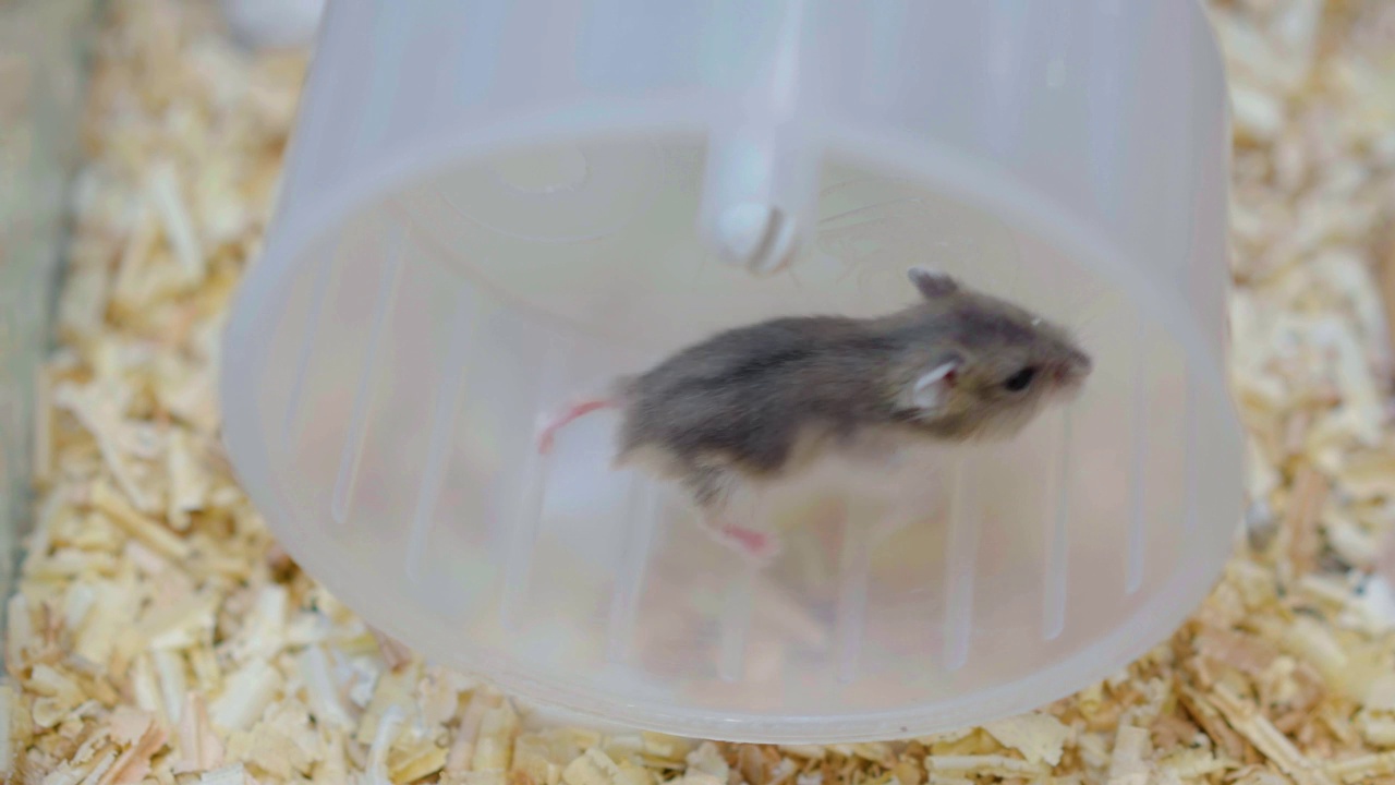 小棕色仓鼠在笼子里的轮子上奔跑，动物概念。视频素材