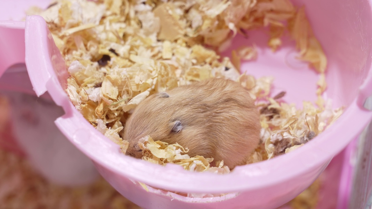 一只红色准噶尔小仓鼠在一个粉红色的啮齿动物笼子里。啮齿动物。视频素材