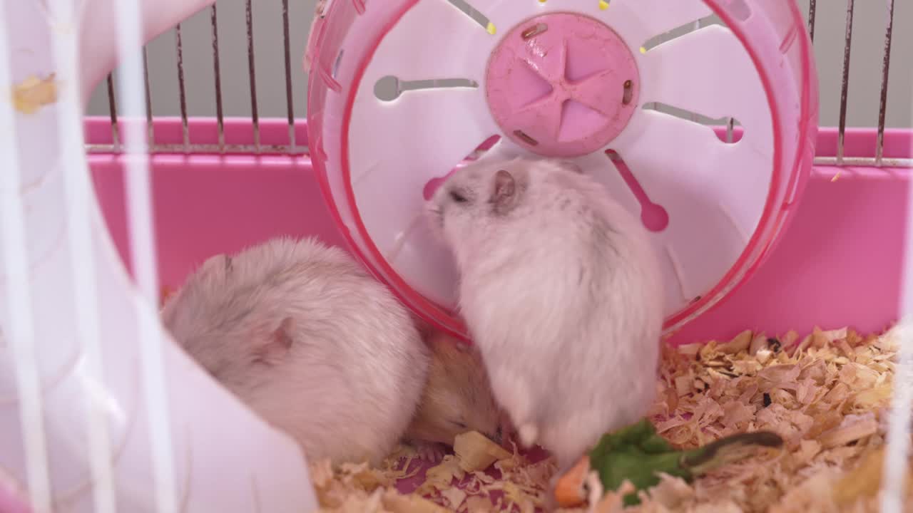 一只白色和红色的准噶尔仓鼠在一个粉红色的啮齿动物笼子里。啮齿类动物的一个科视频素材