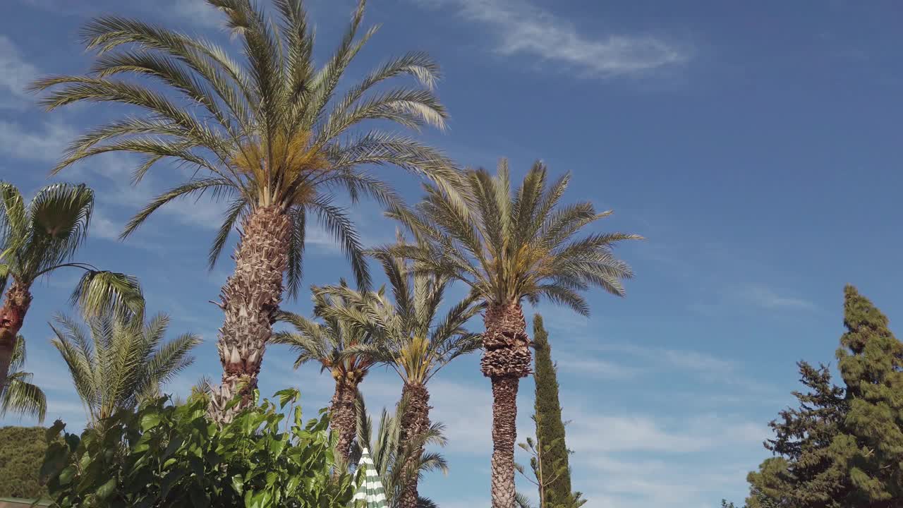 走在棕榈树之间。这个人抬头看着棕榈树的树冠。蓝天白云。棕榈树脚下的动静。视频下载