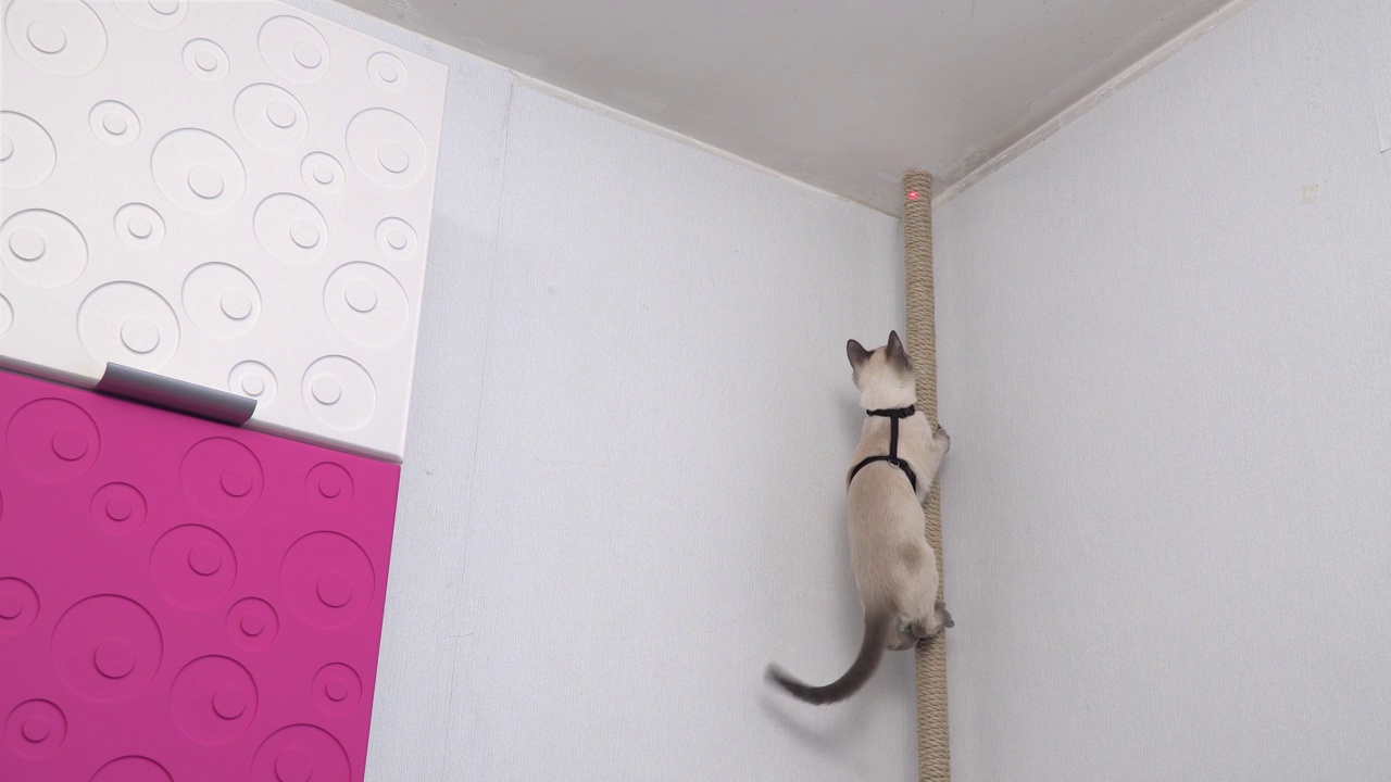 顽皮和好奇的猫在挽具。一只泰国猫在寻找激光笔上的红点。有趣的视频。视频下载