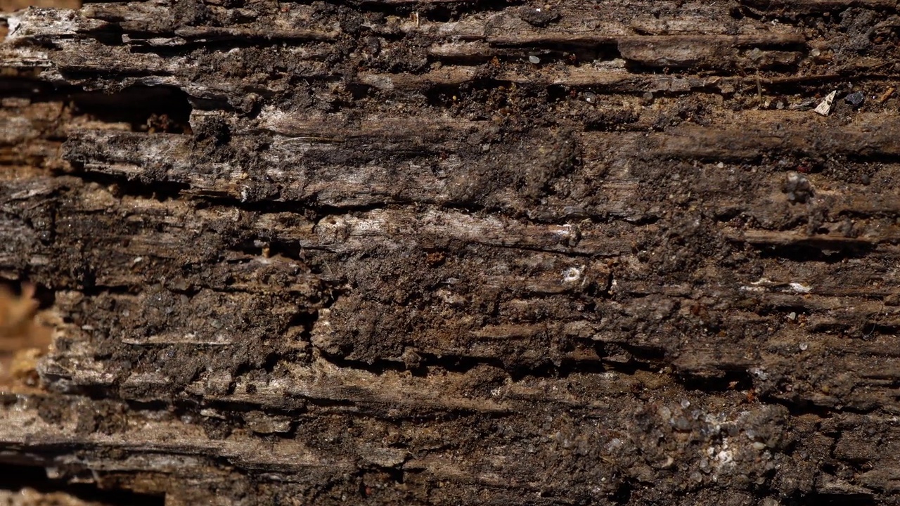 微距小车视频的旧腐朽的木表面，木板或原木。视频下载