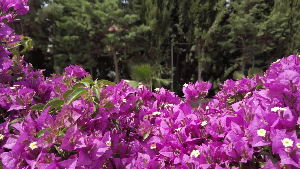 花夜藤科作为美丽的夏日花园背景，土耳其。紫色的花。视频下载