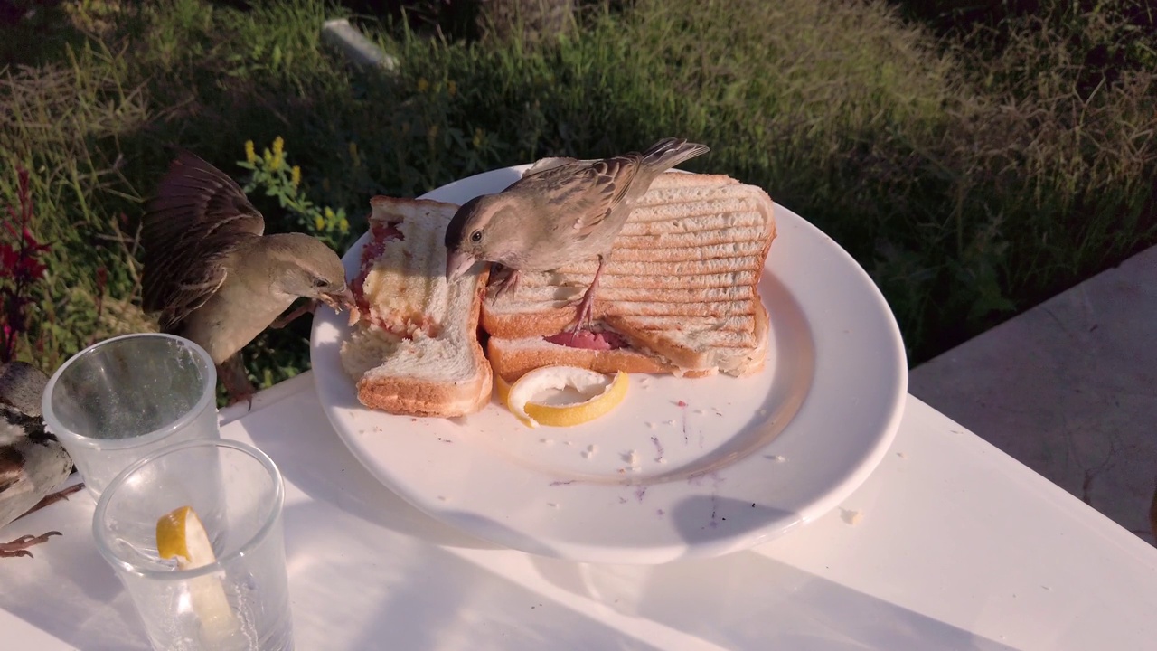 麻雀啄食面包。三明治放在盘子里。麻雀会偷食物。在度假村泳池边的日光浴床旁放着一个盘子和一个三明治。视频下载
