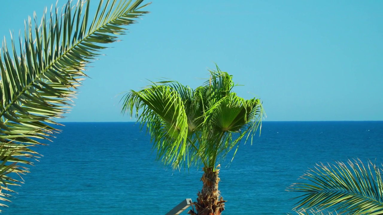 棕榈树的绿色树冠映衬着蓝天和天际线。风景如画的风景。视频下载