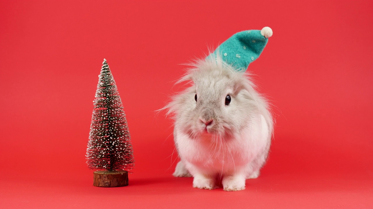 装饰家兔在绿色帽子坐在红色背景。可爱的小兔子在圣诞树附近四处张望视频下载