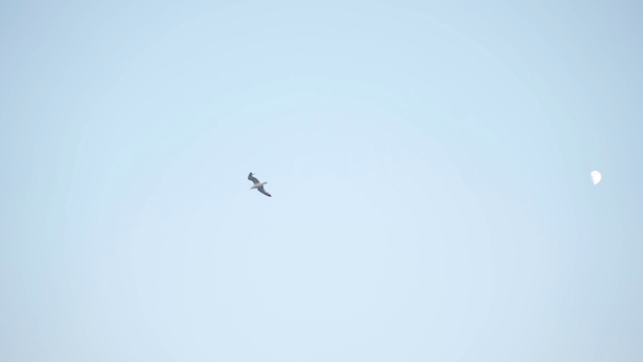 海鸥在蓝天和月亮上飞翔视频下载