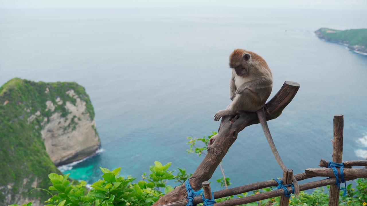 巴厘岛努萨佩尼达背景上的猴子视频下载
