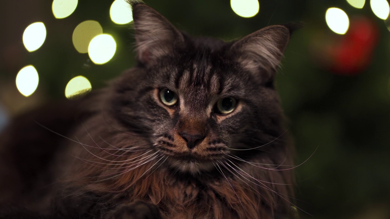 一只美丽的缅因猫正坐在椅子上。在背景中，你可以看到圣诞树上的彩灯。特写镜头。视频下载