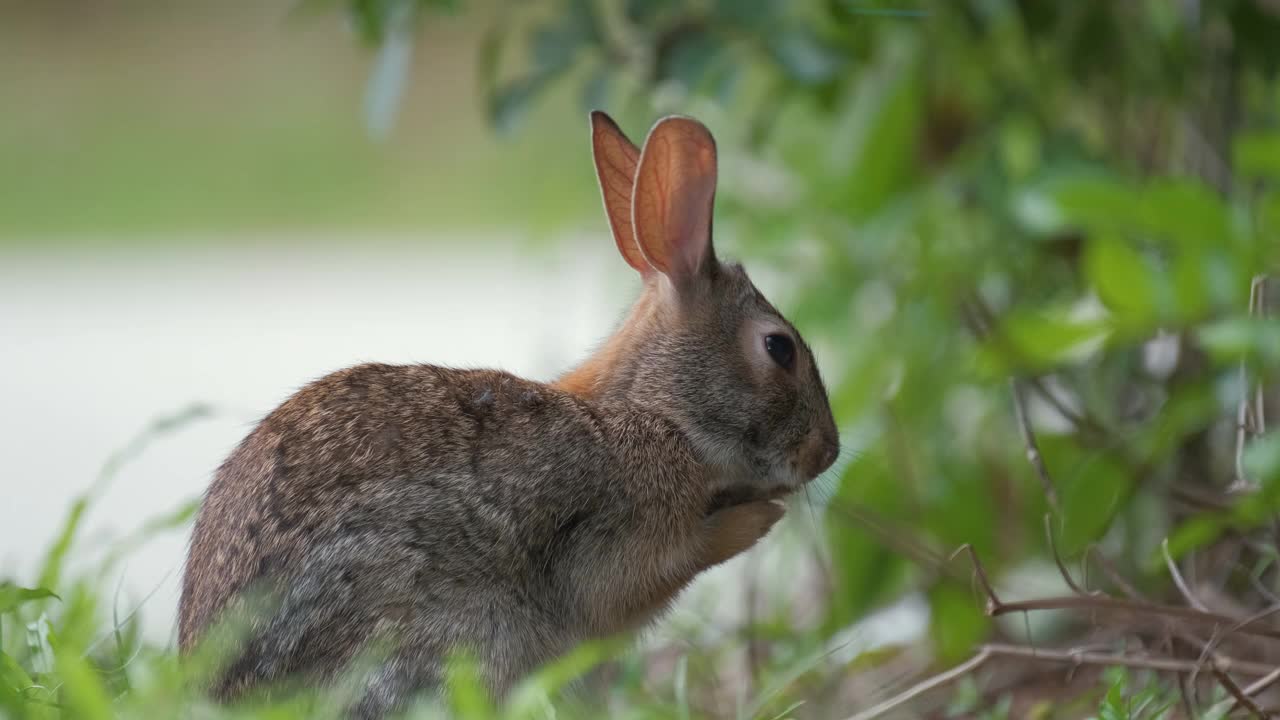 在夏天的田野上，小灰兔在吃草前清洗自己。自然界中的野兔子视频下载