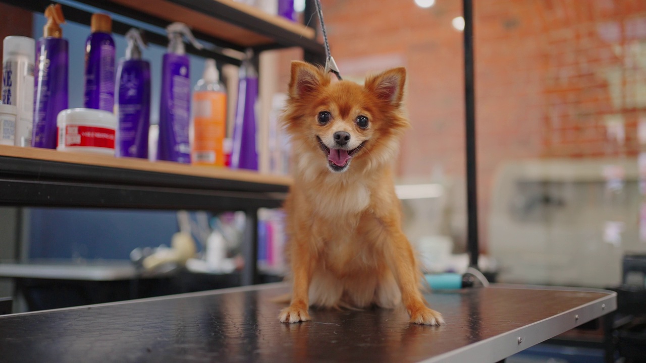 有趣的小姜狗在美容沙龙或兽医诊所，可爱的小狗正坐在桌子上视频下载