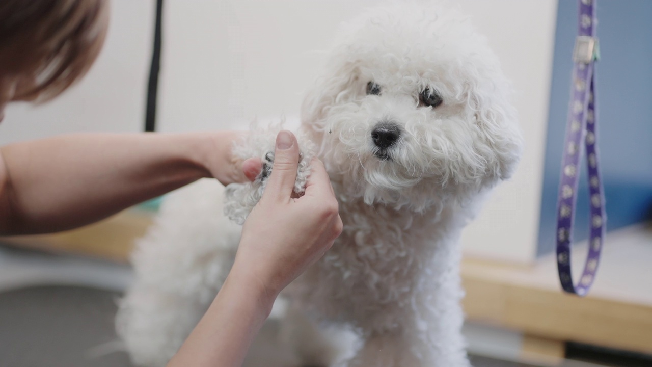 有趣的白色麦芽茶狗预约在兽医诊所或现代美容工作室视频素材