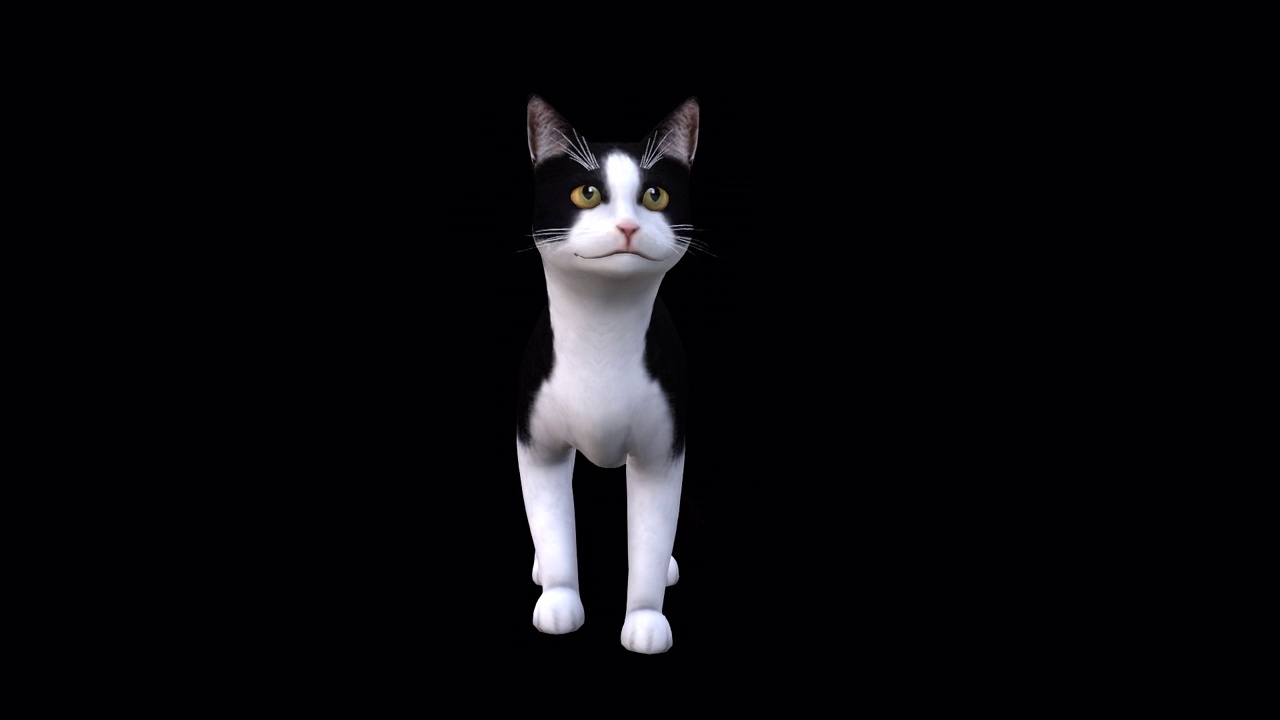 黑白猫喵喵前视图视频下载