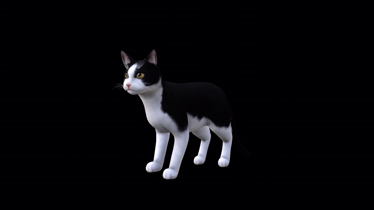 黑白猫喵喵正面视图视频下载