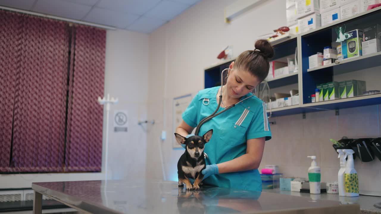 小黑狗在兽医诊所，女兽医治疗师检查小宠物视频素材