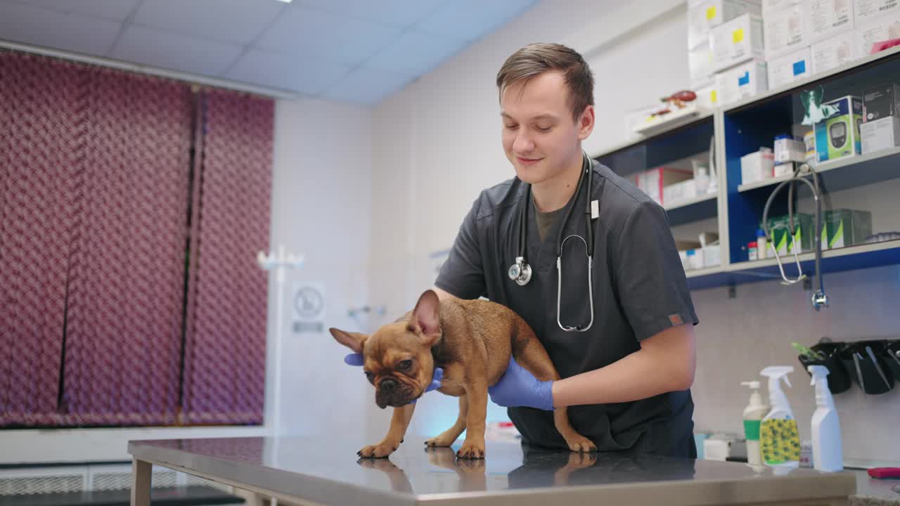 善良的男兽医正在兽医诊所检查有趣的法国斗牛犬，并与它交谈视频素材