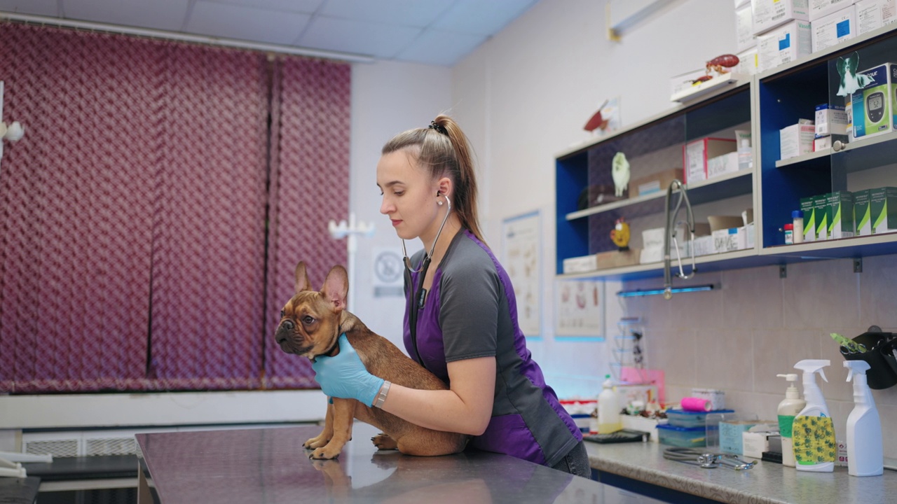 可爱活泼的狗在兽医诊所，成年专业兽医正在听他的肺视频素材