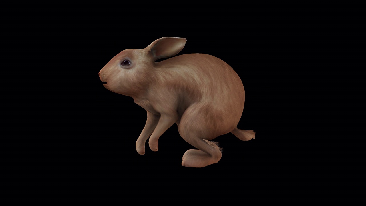 棕色兔子跳侧视图视频下载