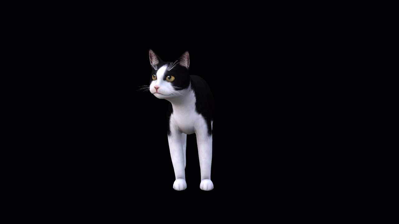 黑白猫立面图视频下载