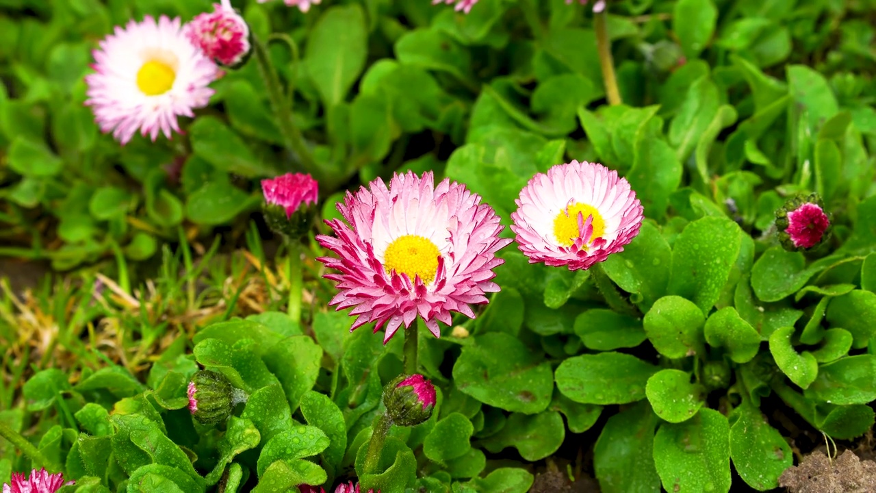 雏菊，贝利斯，花在雨和阳光的喷雾。产于欧洲、地中海国家的菊科小型草本植物视频下载