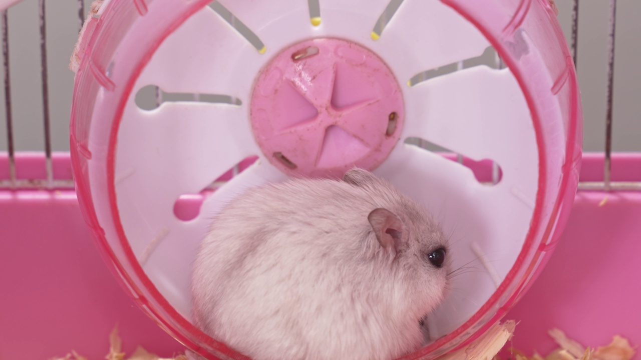 一只白色的准噶尔仓鼠在一个粉色的啮齿动物笼子里。视频素材