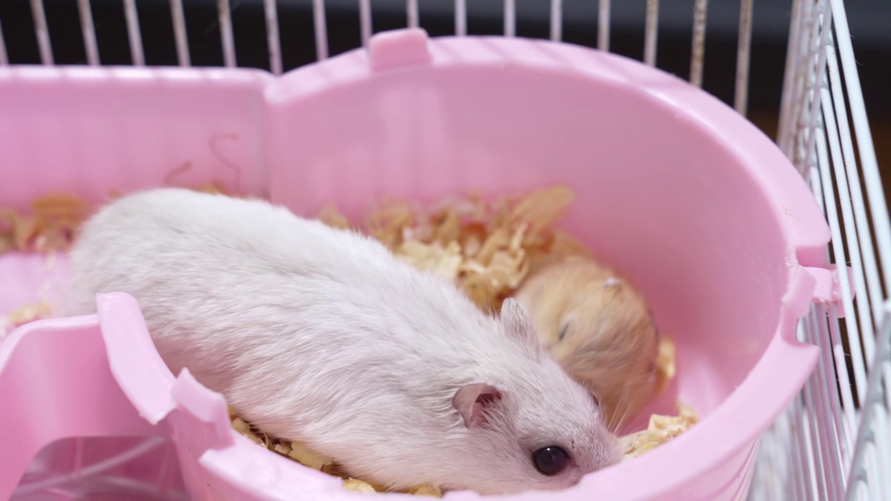 一只白色的妈妈和红色的孩子在一个粉红色的啮齿动物笼子里。视频素材