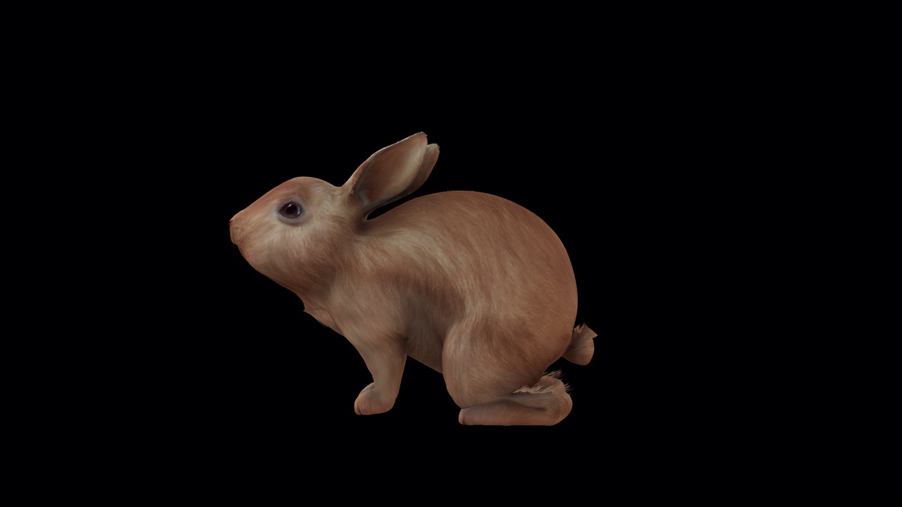 棕色兔子吃顶部侧视图视频下载
