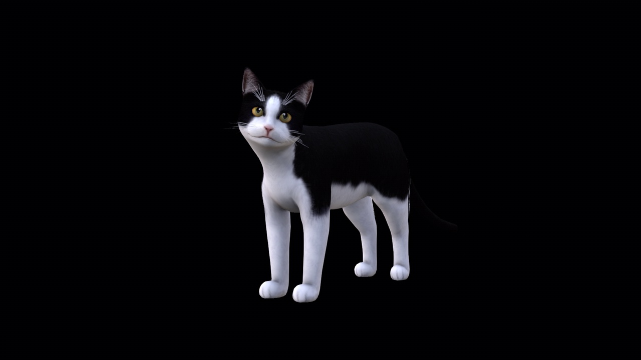 黑猫和白猫空闲前侧面视图视频下载