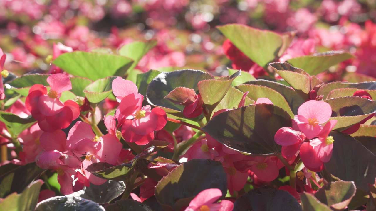 桃红色的秋海棠花卉植物装饰视频下载