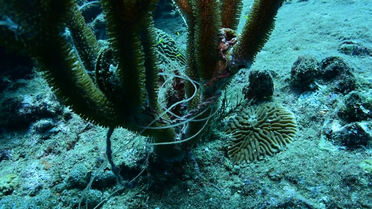 珊瑚上的渔具。视频下载