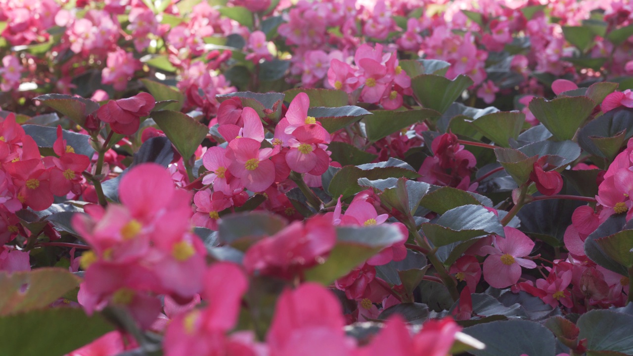 桃红色的秋海棠花卉植物装饰视频下载