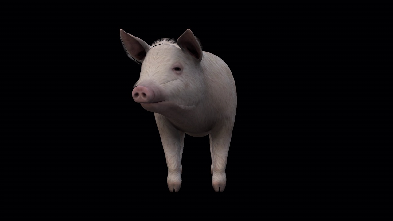 猪闲置视图从前面视频下载