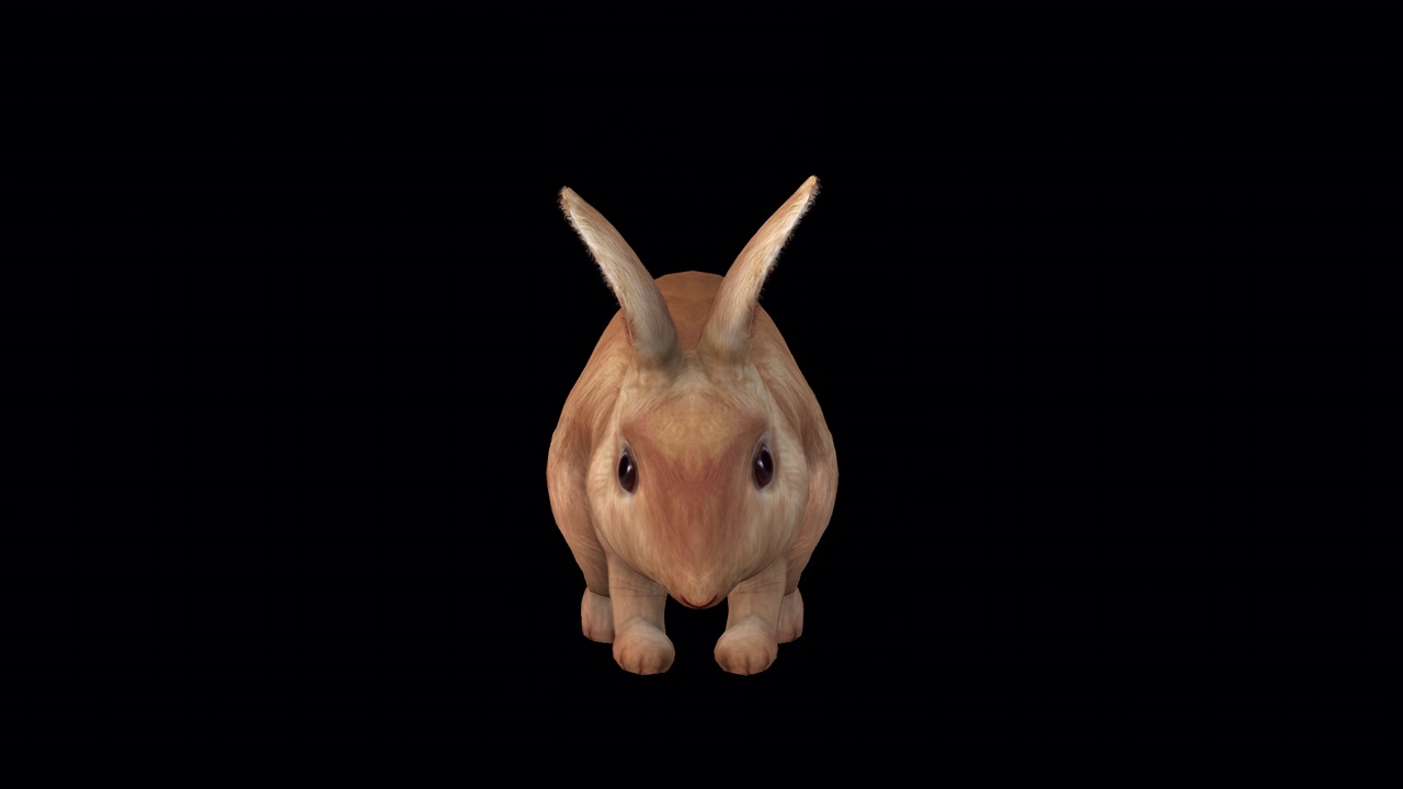 棕色兔子闲置前视图视频下载