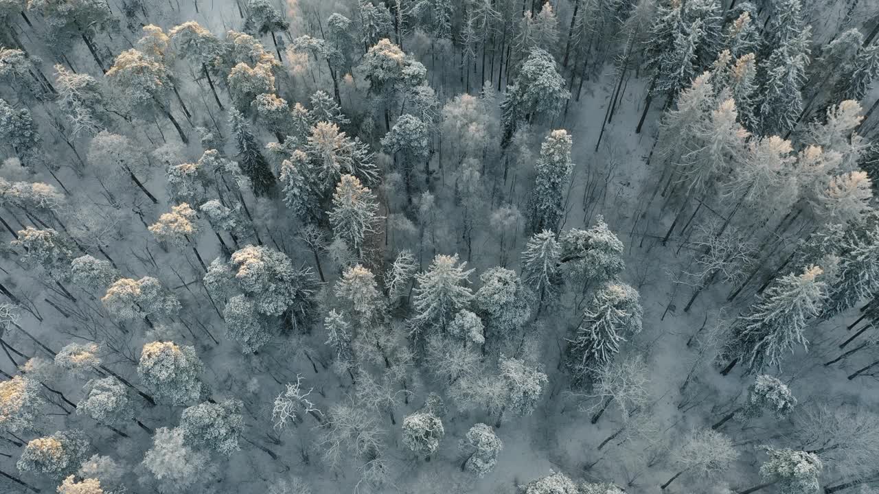 冬季森林视频素材