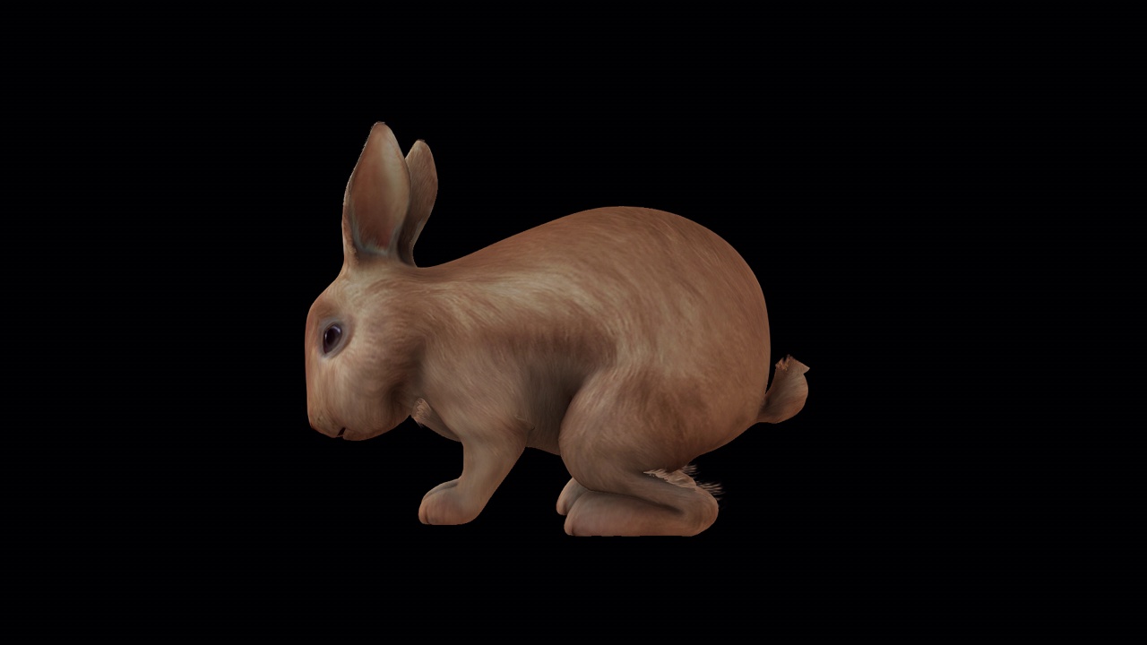 棕色兔子闲置侧视图视频下载