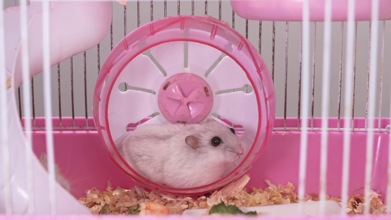 一只白色的准噶尔仓鼠在一个粉色的啮齿动物笼子里。视频素材