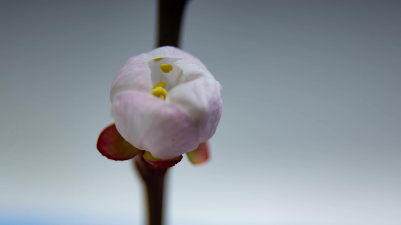 春天的镜头与盛开的白杏仁花在树枝上。贺卡的背景。间隔拍摄视频下载