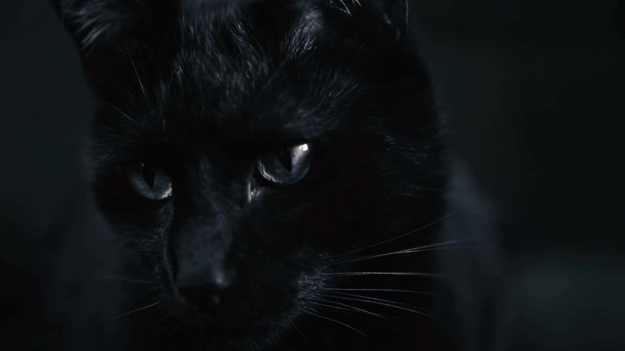 黑色的猫视频下载
