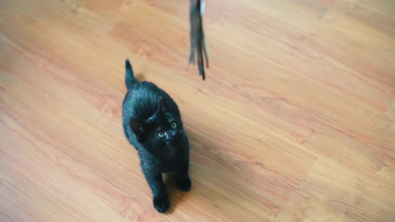 小猫跳跃的慢动作视频下载